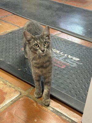 O'Brien's Automotive