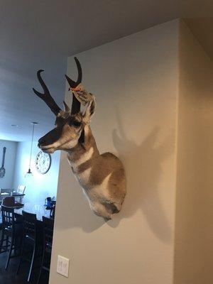 Deer Creek Taxidermy