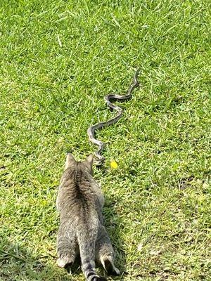 Beaufort Veterinary Hospital