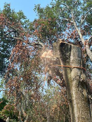 Michael’s Tree Services