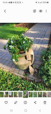 Palmers Palm Tree Trimming