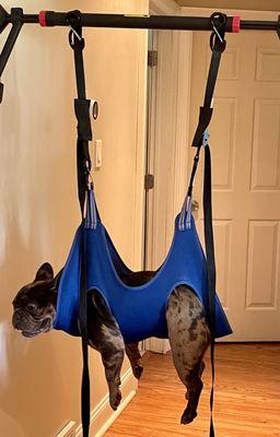 Tidy Pawz Mobile Pet-icures