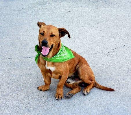 Arion Service Solutions