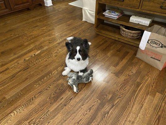 Modern Pet Salon