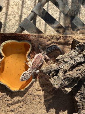 The lizard was being burnt because UV light that was sold to us was T5 High Output and to strong for the size of cage he sold us.