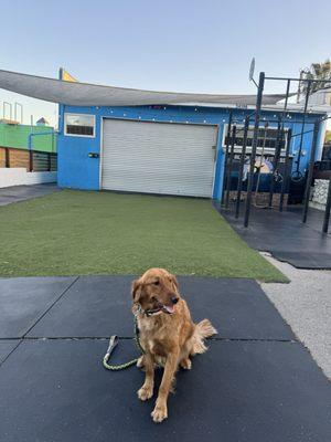 Puppy dog in front of "muscle beach"