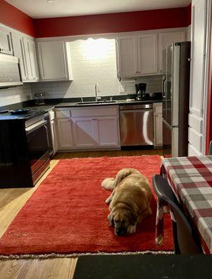 Asia, my Anatolian Shepard, loves the rug as much as I do!