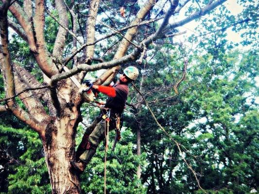 DP Tree Removal and Landscaping