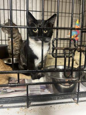 Fox River Animal Wellness Center LLC