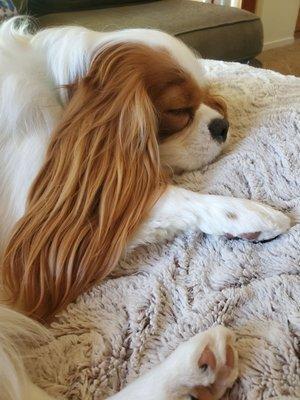 After Sandy. Such a handsome boy