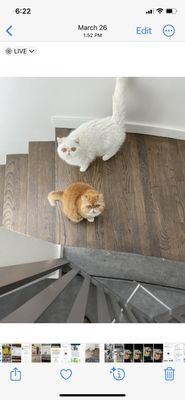 Two adorable cats that I get to take care of often