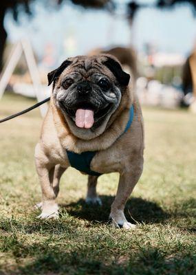 Rosco says thank you to Modern Animal