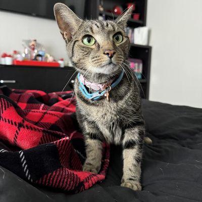 Conway Area Humane Society
