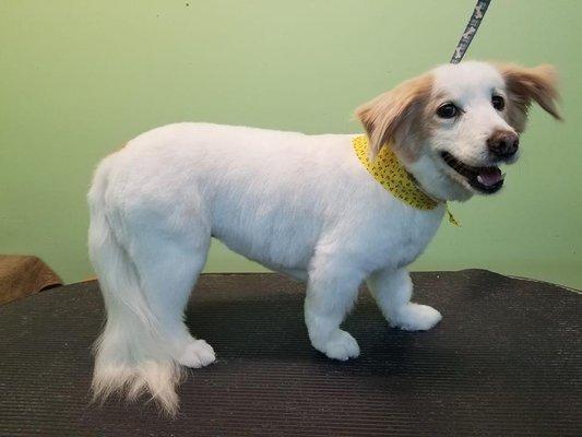 The Animal House Pet Grooming