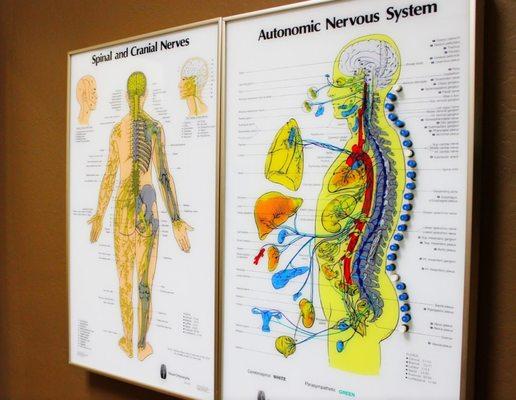 David Picarello, DC - Mountain Park Chiropractic