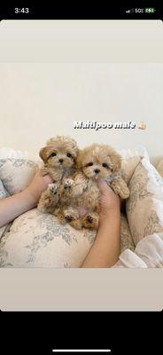 Maltipoo puppies
Follow us on Instagram @HappyPawstailsOfficial_