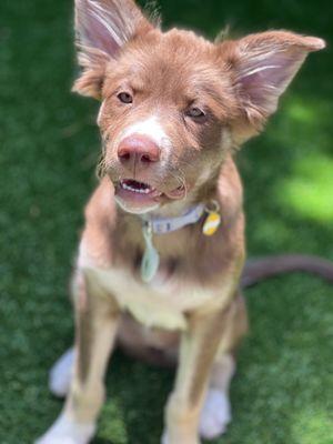 Stay 'n Touch Dog Training