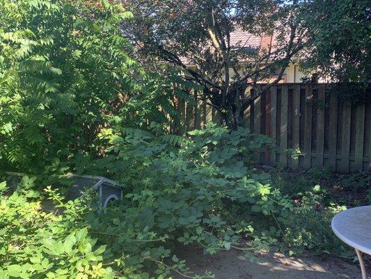 Randy Landscaping Services