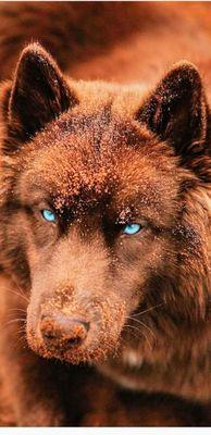 Un Lockjaw - Pasadena