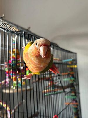 Pawsitive Pet Sitting by Karina