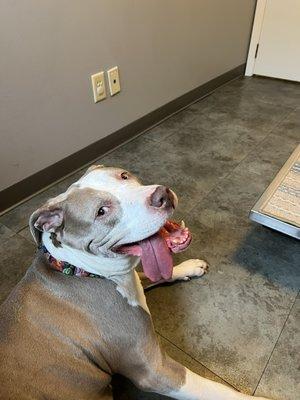 Howell Avenue Pet Hospital