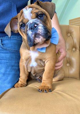 This pupper right after his grooming appointment:) his mommy stocked up on lots of treats with our treats SALE !! 25% OFF