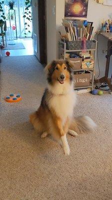 Sunshine Pet Sitting and Training