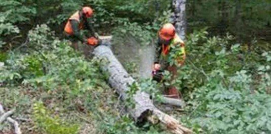 Glorioso Tree Service