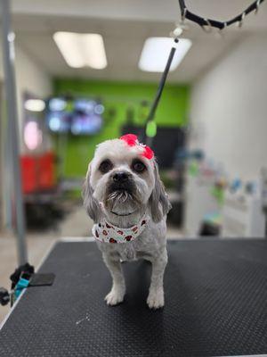 Pets Planet Grooming Shop