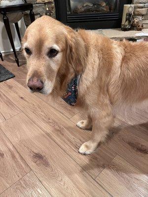 Traci's Organic Paws Shoppe