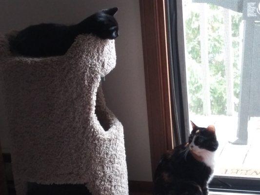 Mchenry Pet Hospital