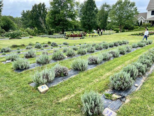 Nettle Creek Lavender Farm