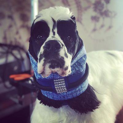 Ashley's Grooming and Boarding