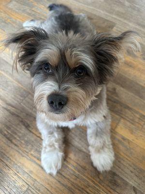 A.R.F.-Animal Rescue Foundation