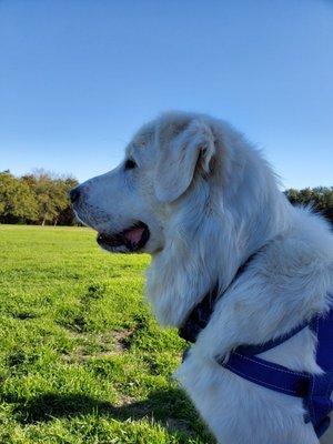Soccer/baseball corner