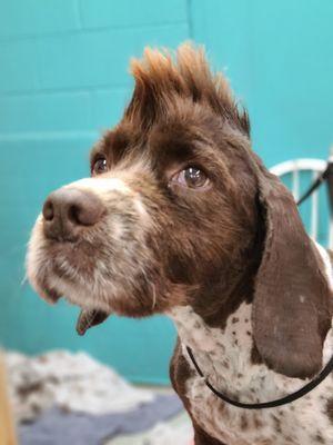 Happy Tailz Full Service Dog Grooming Salon