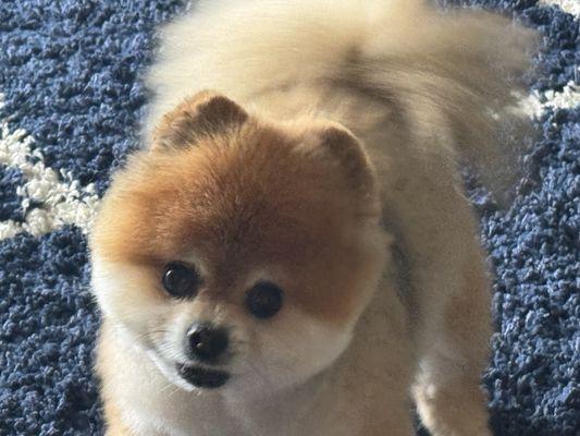 Face cut is hideous, straight cut on one side round on the other one. It's supposed to be all round as per requested at appointment setting