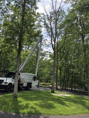 Cornerstone Tree Service