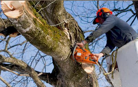 Choppers Tree Service