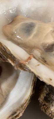 The worms were literally crawling out of the oyster