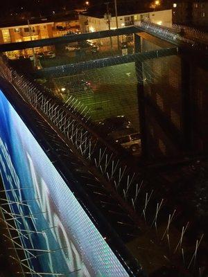 Gainesville Rodent Exterminator