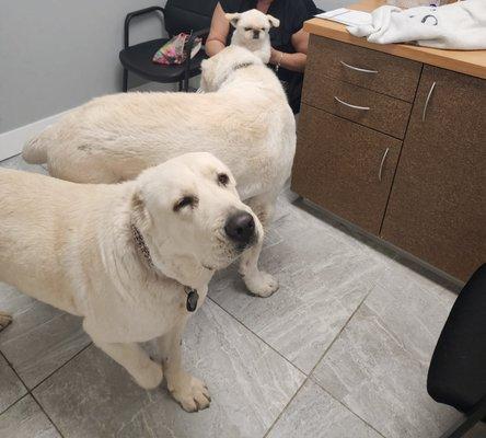 Weston Lakes Animal Hospital