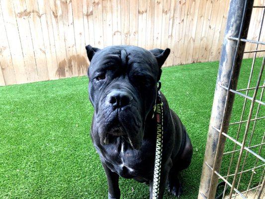 Ozzie on the new "grass"!