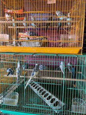 Chevys Feed & Pet Supply