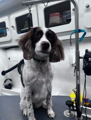 Serenity Mobile Grooming Spa