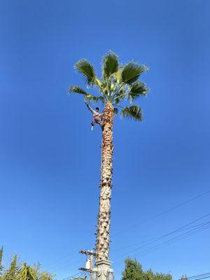 Sanchez Landscape Tree Trim & Gardening