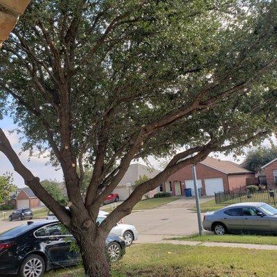 Lone Star Tree Service
