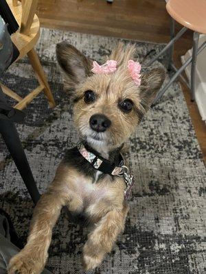 Special Touch Pet Salon