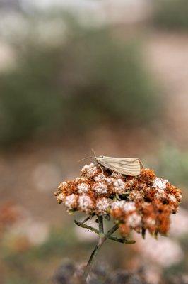 City of Carmel-by-the-Sea