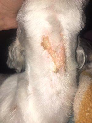 Picture Perfect Pet Center